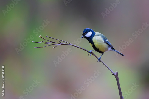 Great tit in the forest in the South of the Netherlands © henk bogaard
