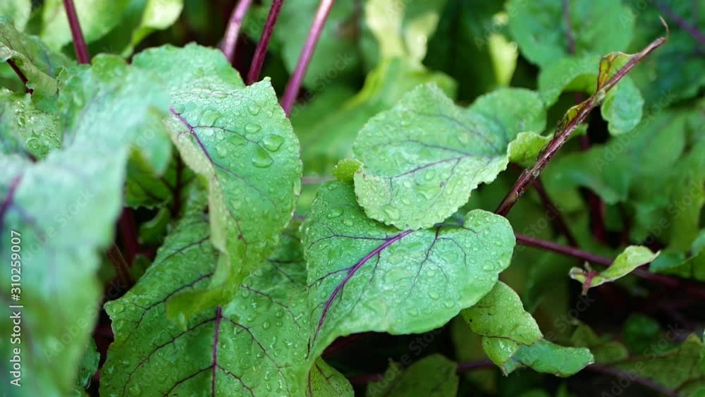 beet leaves. Morning dew on beet leaves. close-up. Growing beets. No pesticides. Eco vegetables. Ripening vegetables. Agriculture. beet leaves. Morning dew on beet leaves. close-up. Growing beets. No pesticides. Eco vegetables. Ripening vegetables. Agriculture.