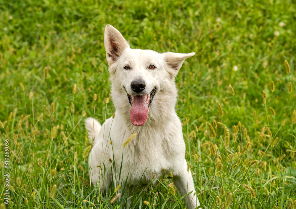 Happy White Swiss Shepherd Dog with open mouth and tongue out in the field Happy White Swiss Shepherd Dog with open mouth and tongue out in the field