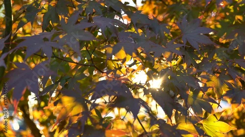 Slow moving left golden leaves silhouetted by sun photo