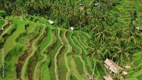 Rice cultivation in Asia, agriculture near the equator. Beautiful rice terraces view from top. Shoot with Drone on a sunny day. photo