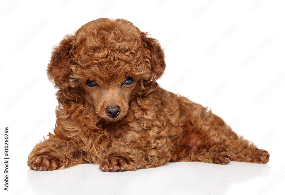 Red Toy Poodle puppy lying