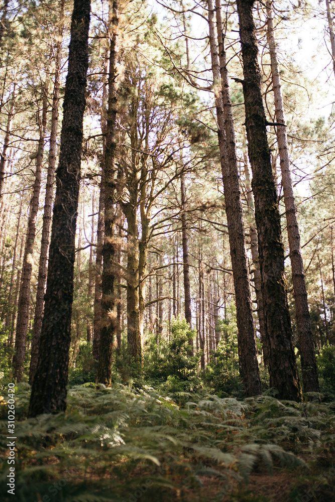 Naklejka premium Vertical shot of the forest in La Esperanza, Tenerife
