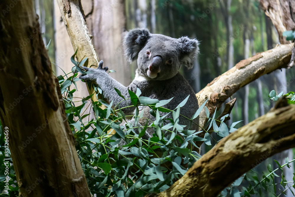 Fototapeta premium Koala bear on a tree in a zoo.