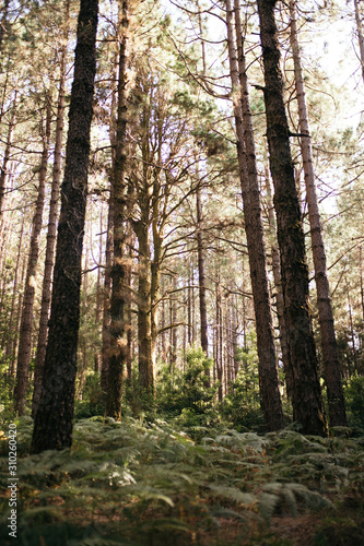 Vertical shot of the forest in La Esperanza  Tenerife