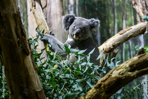 Koala bear on a tree in a zoo.
