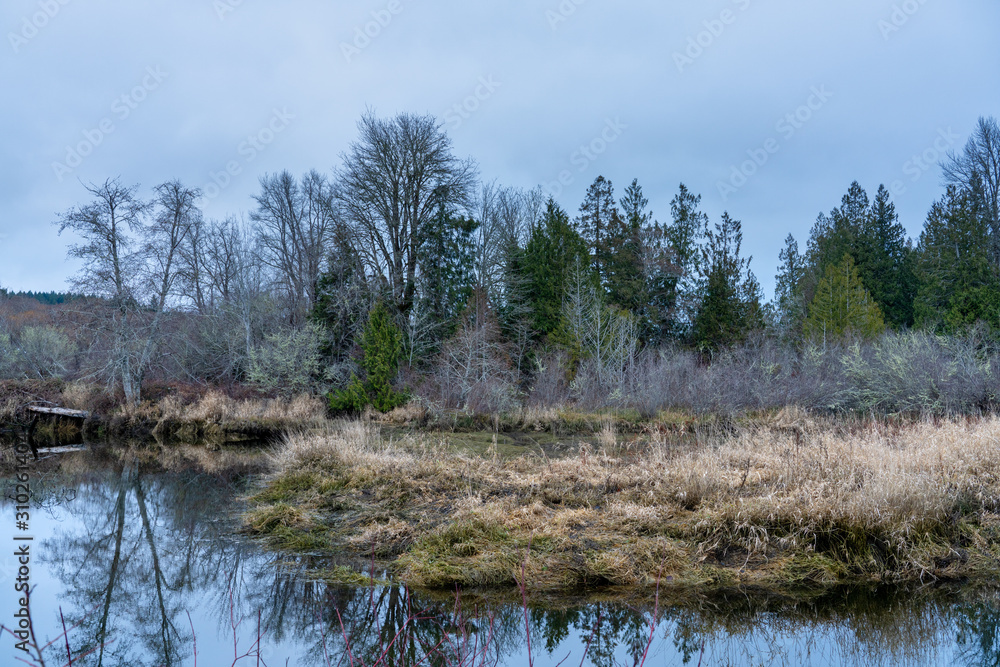 Union River Wetlands In Washington State Union River Wetlands In Washington State