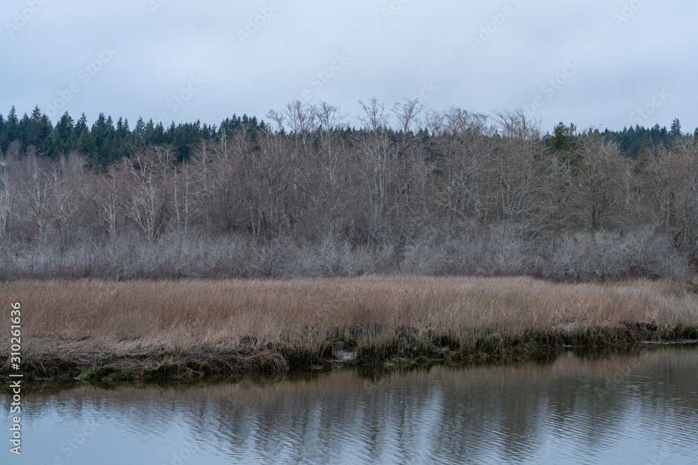 Union River Wetlands In Washington State Union River Wetlands In Washington State