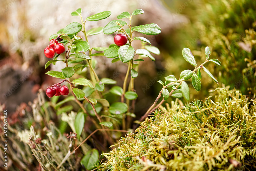 Red berries in the wild northern forest. Macro of lingonberry, with green leaves on a rocky blurry background. Food collection. Natural ingredients. Red berries in the wild northern forest. Macro of lingonberry, with green leaves on a rocky blurry background. Food collection. Natural ingredients.