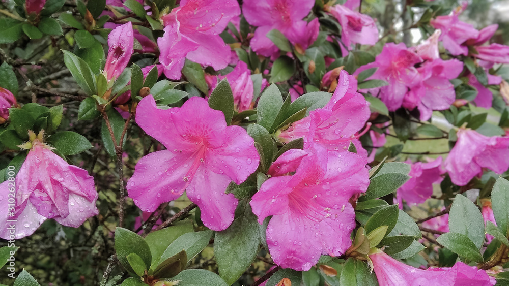 Azalea flowers closeup. It is a flower that represents perseverance with joy, after all, it is one of the most beautiful and exudes the beauty of the warm environment, as in summer.