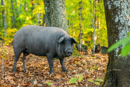 Close up portrait of iberican pig