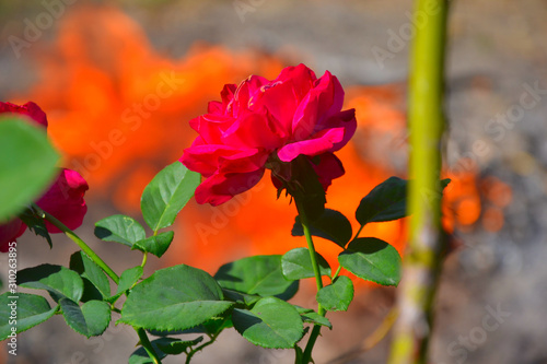 Red rose. Fire.