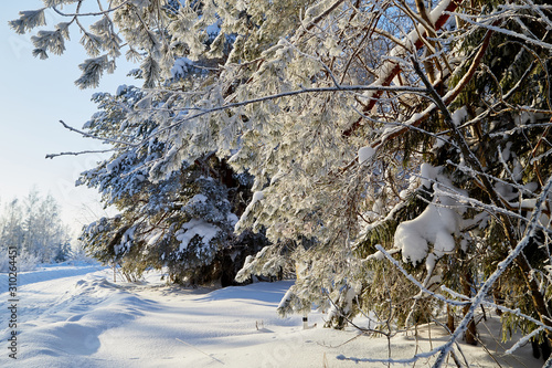 Fotografie Winter forest and snow covered trees in it in a sunny day