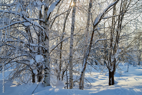 Winter forest and snow covered trees in it in a sunny day © keleny