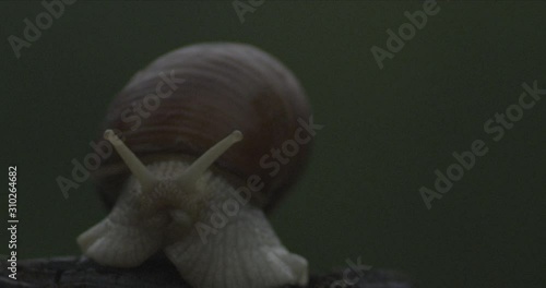 Snail in the Woods