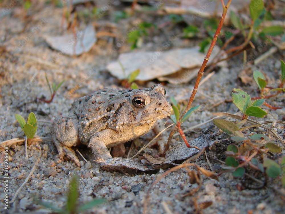 Obraz premium Toad