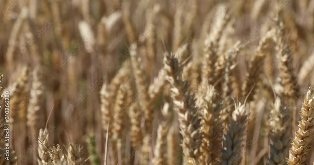 Close up rack focus shot of a ripe field of golden wheat in the morning sunlight, ears softly swinging in the summer breeze. Close up rack focus shot of a ripe field of golden wheat in the morning sunlight, ears softly swinging in the summer breeze.