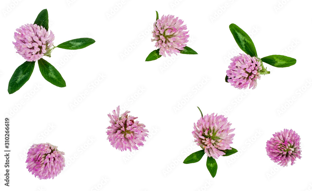 Clover flowers isolated on white, top view