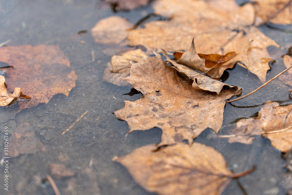 Herbstlaub in Wasserpfütze