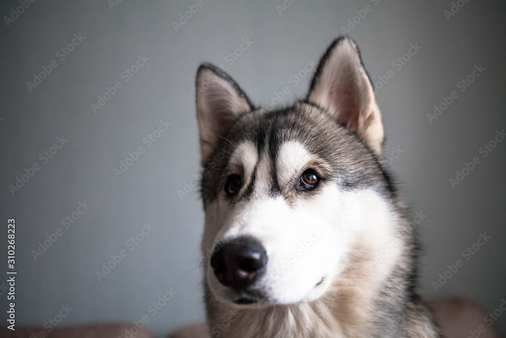 Obraz premium Husky dog looks out the window at home. Husky portrait.