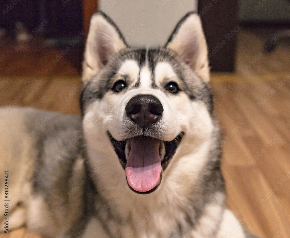 Husky portrait with a huge happy smile. Good view from the mouth.