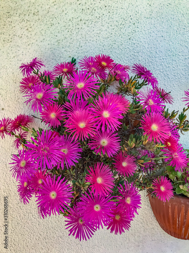 Pink flower  Lampranthus succulent Dewplants photo