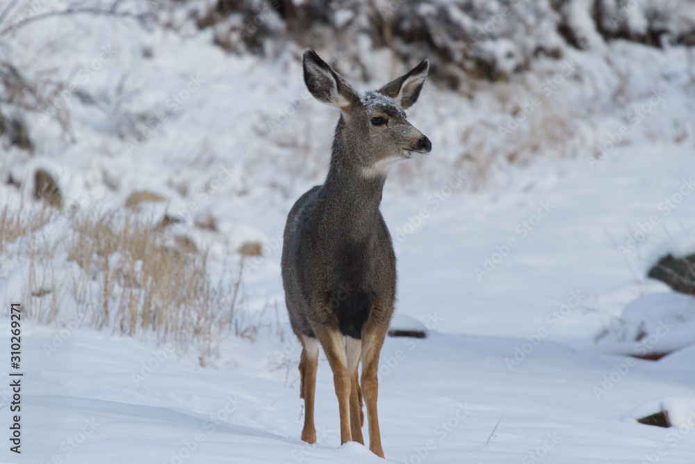 Obraz Colorado Wildlife. Wild Deer on the High Plains of Colorado