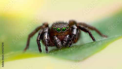 The zebra back spider Salticus scenicus is a common jumping spider of the Northern Hemisphere.