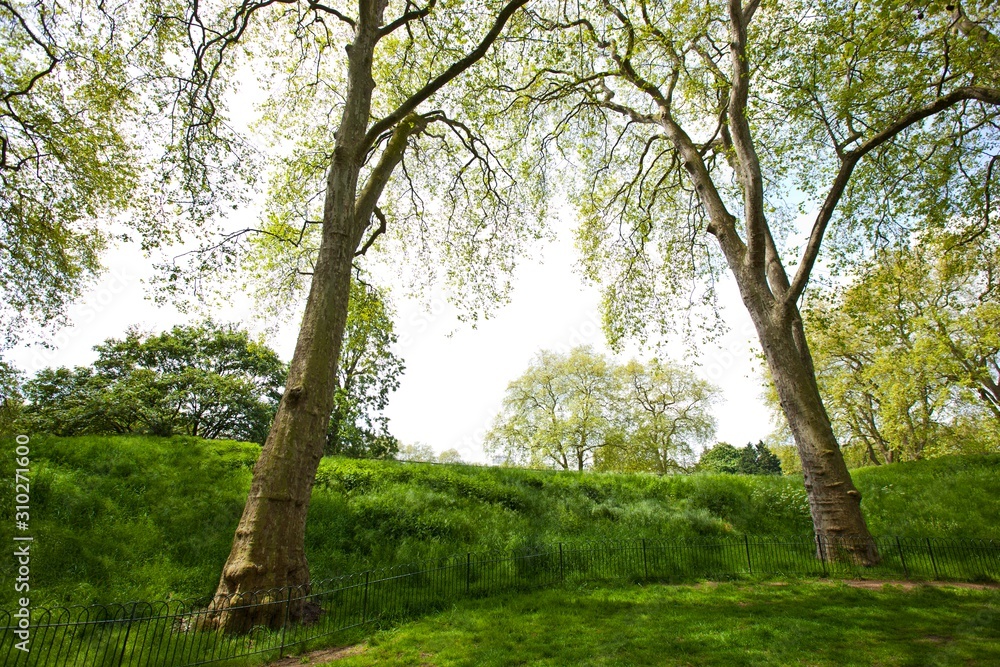 Two tall trees next to a small hill Two tall trees next to a small hill