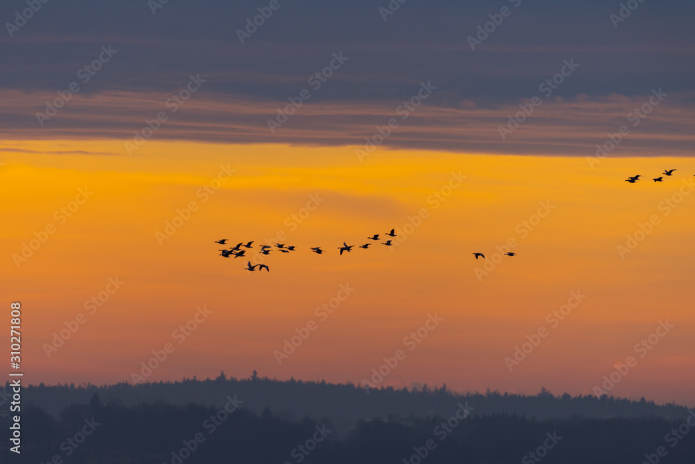 Sky over the city of Regensburg with flying swarm of birds during colorful winter sunrise