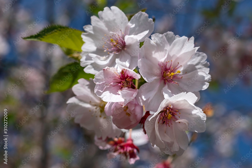 blooming cherry tree in spring