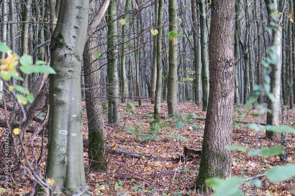 Der Wald Der Wald