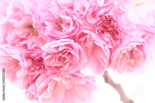 Wallpaper Mural 八重さくら Torontodigital.ca