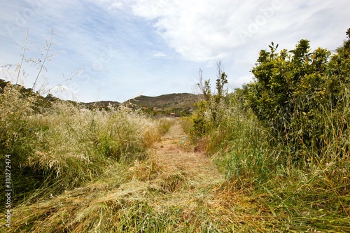 Path mown through long grass, Valencia region, Spain