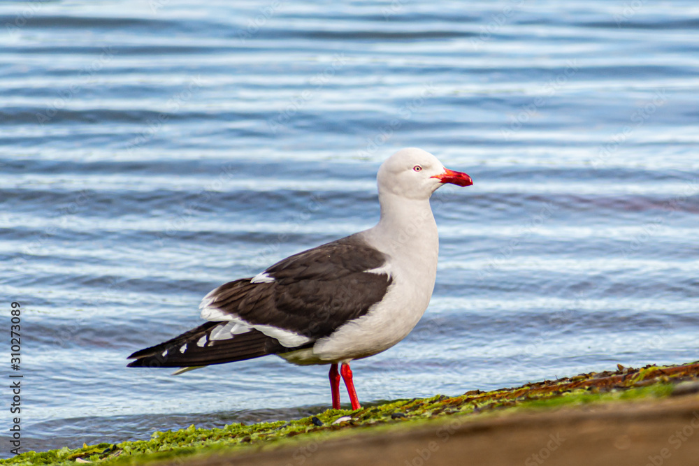 Fototapeta premium bird walking on the beach