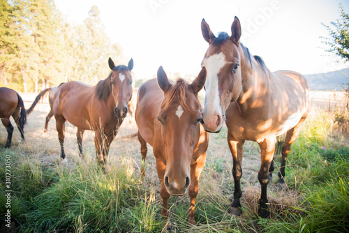 Fototapeta Naklejka Na Ścianę i Meble -  Three horses looking at camera