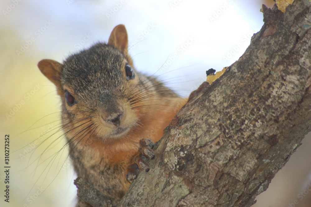 Fototapeta premium Squirrel 