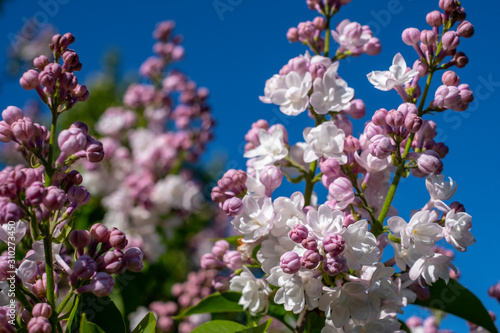 flowers on background of blue sky