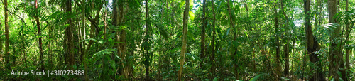 Panoramic Jungle Picture photo
