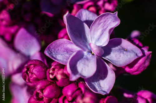 Violet flowers in macro