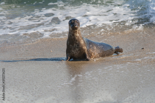 An inquisitive Harbor Seal on the shore of the Children's Beach in La Jolla, California.