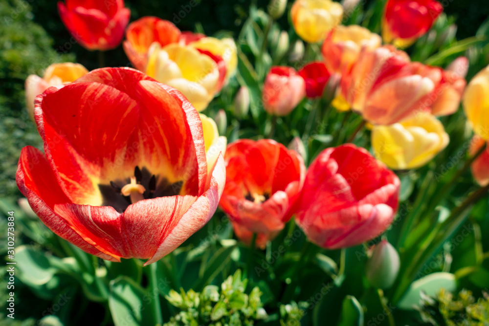 Fototapeta premium Nature Background of Blooming Tulips Flowers