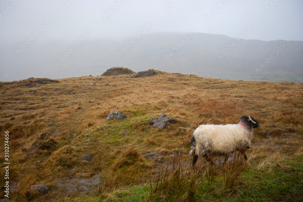 Sheep walking through foggy meadow