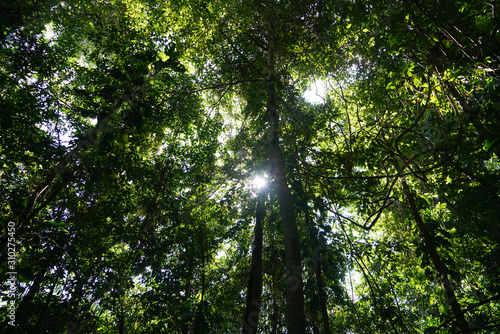Trees at Lacandona Jungle  Chiapas