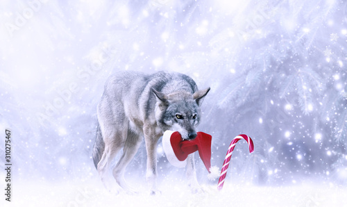 Christmas portrait of fabulous funny grinning gray wolf canis lupus with stolen Santa Claus hat in teeth, candy cane lollipop, winter snow background with snowfall. Fantasy new year card, snowy forest © julia_arda