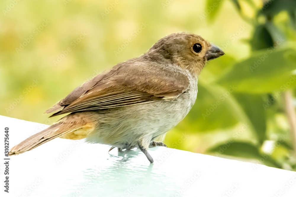 Jolly Beach St. Mary / Antigua - 04 16 2018: Female Lesser Antillean Bullfinch purched on a wall in Jolly Harbour, Antigua