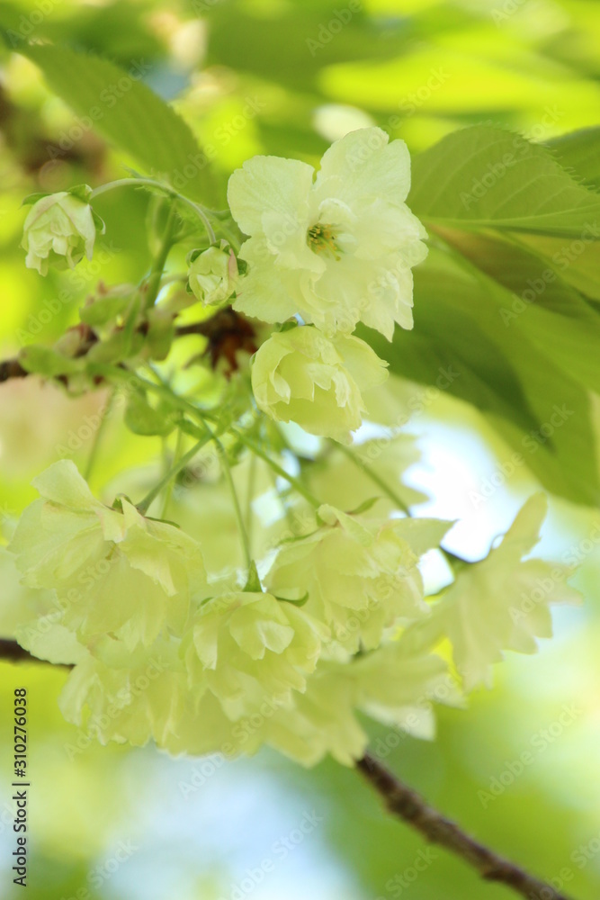 鬱金桜 鬱金桜