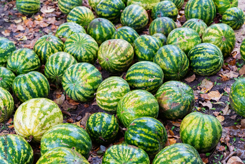 Namy ripe watermelons lie on the ground Namy ripe watermelons lie on the ground