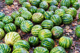 Namy ripe watermelons lie on the ground