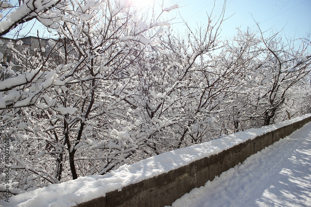 Trees in the snow. Winter forest. Christmas snowy background. Trees in the snow. Winter forest. Christmas snowy background.